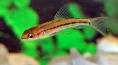 Rosy Modderkruiper (PETRUICHTHYS SP. ROSY M)