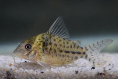 Pantsermeerval C018 (CORYDORAS SP. C018 L)
