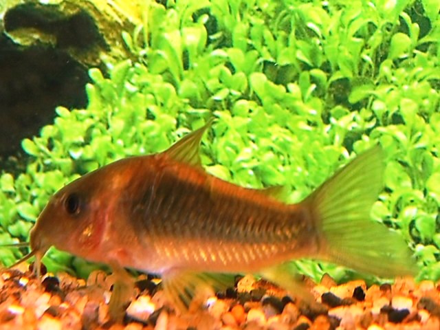 Pantsermeerval Orange Venezuela (CORYDORAS AENEUS ORANGE VENEZUELA S)