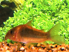 Pantsermeerval Orange Venezuela (CORYDORAS AENEUS ORANGE VENEZUELA S)