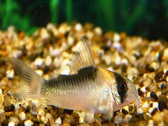 Pantsermeerval Adolfoi (CORYDORAS ADOLFOI S/M)