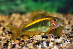 Pantsermeerval Orange Laser (CORYDORAS SP. ORANGE LASER XL)