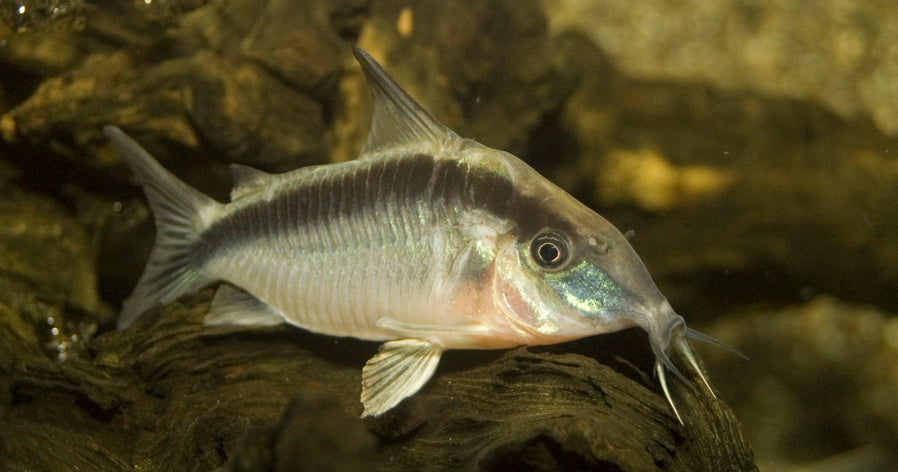 Pantsermeerval Arcuatus (CORYDORAS ARCUATUS XL)
