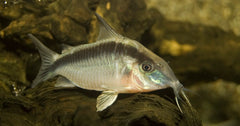 Pantsermeerval Arcuatus (CORYDORAS ARCUATUS XL)