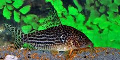 Moza�ek Pantsermeerval (CORYDORAS HARALDSCHULTZI L)