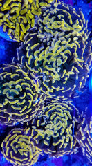 Euphyllia paraancora(Orange/Pink Premium)price per head Aust