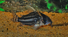 Pantsermeerval Pulcher (CORYDORAS PULCHER XL)