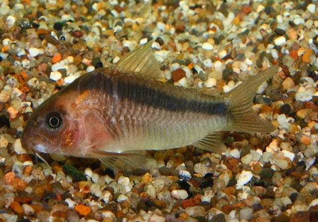 Pantsermeerval Rabauti (CORYDORAS RABAUTI XL)