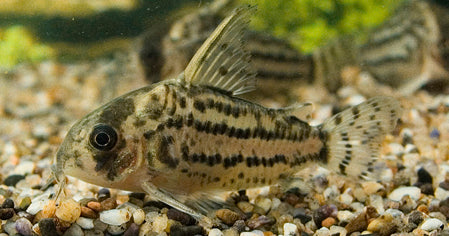 Pantsermeerval Schwartzi (CORYDORAS SCHWARTZI M)