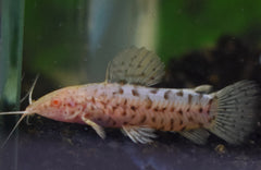 Gevlekte Pantsermeerval Albino (MEGALECHIS THORACATA ALBINO M)