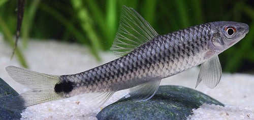Algeneter Reticulatus (CROSSOCHEILUS RETICULATUS L)