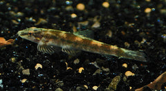 Homalopteroides Smithi (HOMALOPTEROIDES SMITHI M)