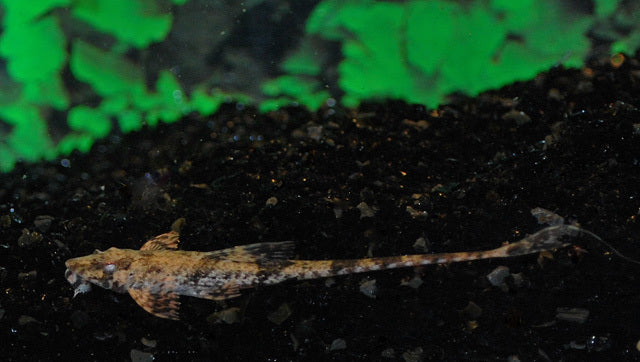 Zweepstaart Filamentosa (DASYLORICARIA FILAMENTOSA S)
