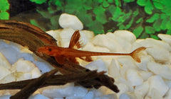 L010A Red Lizard Catfish (L010A RINELORICARIA SP.  S/M)