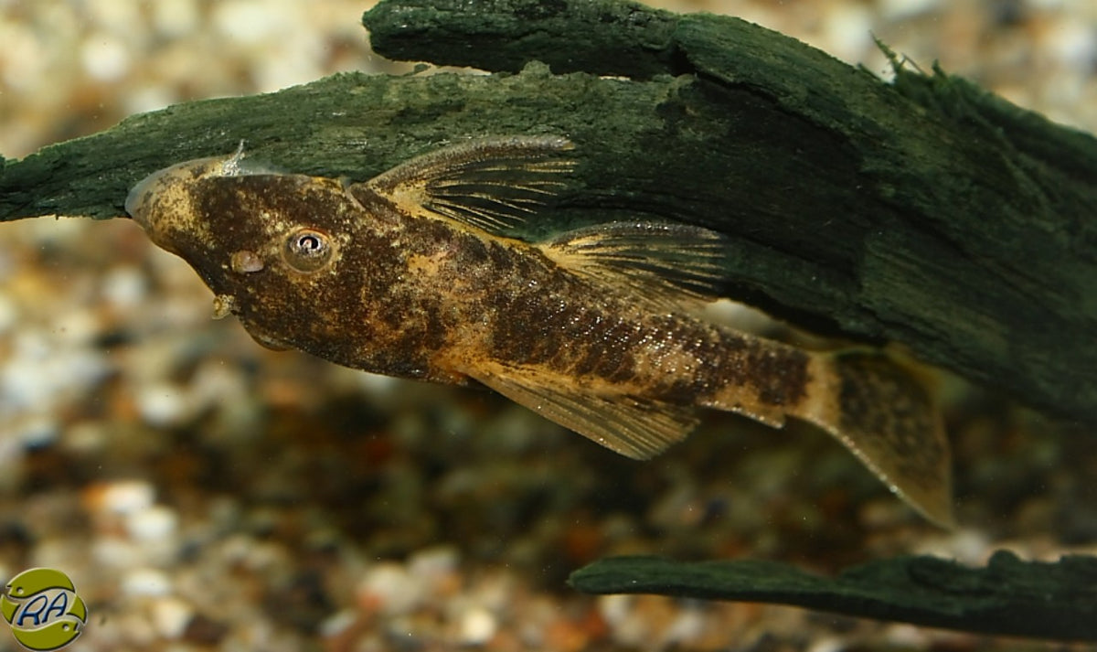 Lda016 Ancistrus (LDA016 ANCISTRUS SP.  S/M)