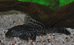 Plecostomus Algeneter (PTERYGOPLICHTHYS PARDALIS M)