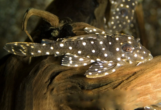 L201 Orinoco Angel Pleco (L201 HYPANCISTRUS SP. M)
