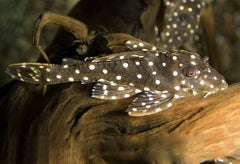 L201 Orinoco Angel Pleco (L201 HYPANCISTRUS SP. M)
