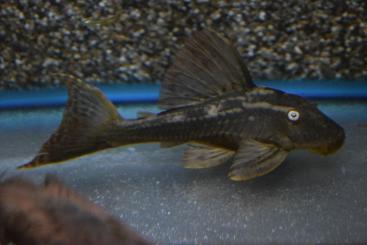 L137 Blue Eyed Red Fin Pleco (L137 HYPOSTOMUS SONIAE S/M)