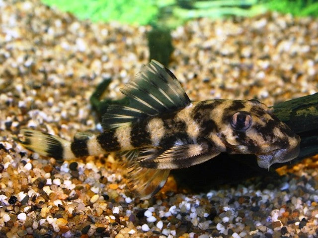 L168 Butterfly Pleco (L168 DEKEYSERIA PICTA M/L)
