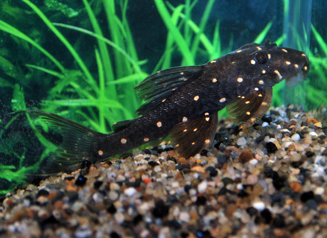 Lda031 Mustard Spot Pleco (LDA031 PANAQOLUS ALBOMACULATUS  M)