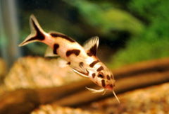 Baardmeerval Polli White (SYNODONTIS SP. POLLI WHITE S/M)