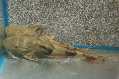 Reuzen Duivelsmeerval (BAGARIUS YARRELLI M)