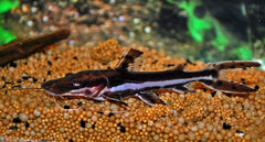 Tijger Spatelmeerval (PSEUDOPLATYSTOMA FASCIATUM S/M)