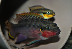 Kersenbuikcichlide Nigeria Red (PELVIC. TAENIATUS NIGERIA RED M)