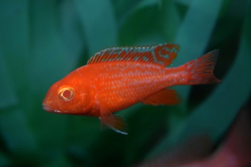 Keizerbaars Dragon Blood Albino (AULONOCARA SP. DRAGON BLOOD ALBINO S)