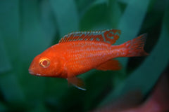 Keizerbaars Dragon Blood Albino (AULONOCARA SP. DRAGON BLOOD ALBINO S)