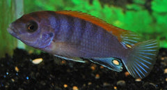 Malawi Cichlide Hongi (LABIDOCHROMIS SP. HONGI RED TOP S/M)