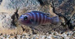 Malawi Zebracichlide Demasoni (PSEUDOTROPHEUS DEMASONI S)