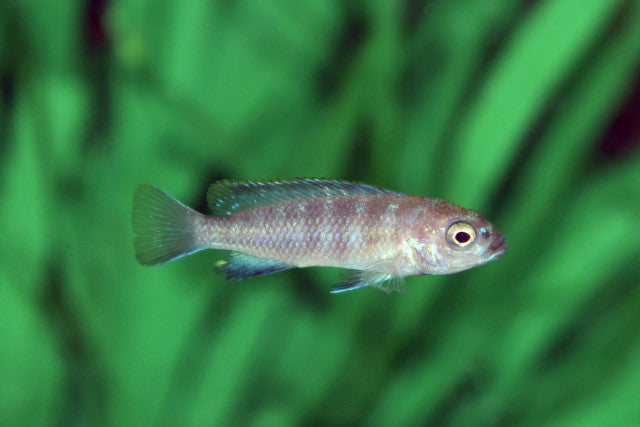 Malawi Cichlide Flavus (PSEUDOTROPHEUS FLAVUS S)