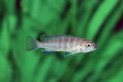 Malawi Cichlide Flavus (PSEUDOTROPHEUS FLAVUS S)