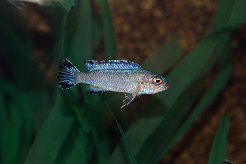 Malawi Cichlide Ijsblauw (PSEUDOTROPHEUS SOCOLOFI M)