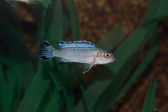 Malawi Cichlide Ijsblauw (PSEUDOTROPHEUS SOCOLOFI M)