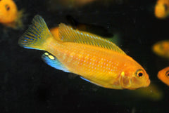 Malawi Zebracichlide Rood (MAYLANDIA ZEBRA RED M)