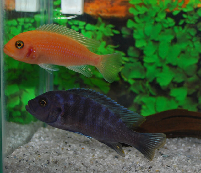 Malawi Zebracichlide Rood + Blauw (MAYLANDIA ZEBRA RED + BLUE M)