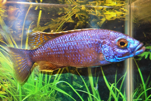 Malawi Cichlide Iceberg (SCIAENOCHROMIS FRYERI ICEBERG S)
