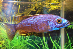 Malawi Cichlide Iceberg (SCIAENOCHROMIS FRYERI ICEBERG S)
