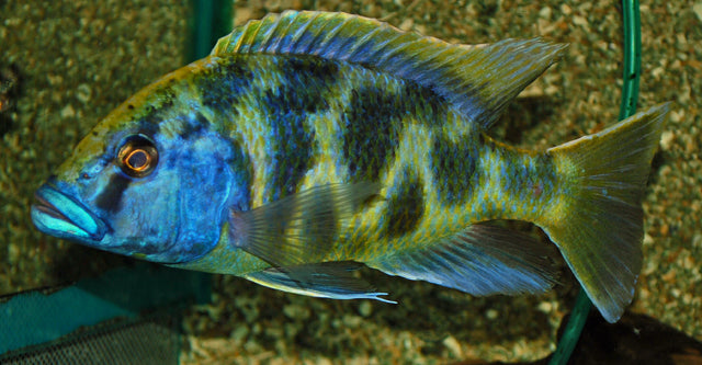 Luipaard Malawi Cichlide (NIMBOCHROMIS VENUSTUS L)