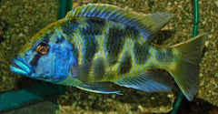 Luipaard Malawi Cichlide (NIMBOCHROMIS VENUSTUS L)
