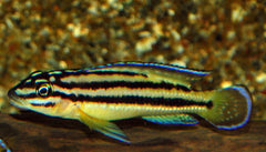Tanganyika Vierstreepcichlide Kipili (JULIDOCHROMIS REGANI KIPILI M)