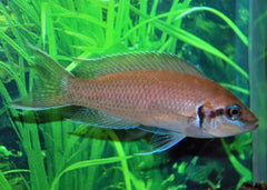 Prinses Van Burundi (NEOLAMPROLOGUS BRICHARDI S/M)