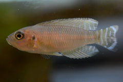 Slakkenhuis-Cichlide Brevis (NEOLAMPROLOGUS BREVIS M)
