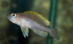 Tanganyika Cichlide Caudopunctatus (NEOLAMPROLOGUS CAUDOPUNCTATUS M)