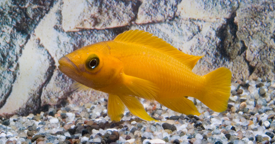 Tanganyika Citroencichlide (NEOLAMPROLOGUS LELEUPI L)