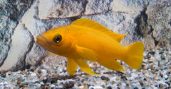 Tanganyika Citroencichlide (NEOLAMPROLOGUS LELEUPI L)