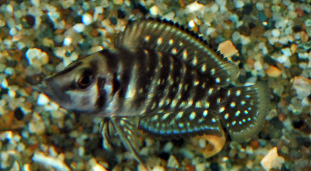 Tanganyika Cichlide Calvus Zwart (ALTOLAMPROLOGUS CALVUS BLACK M/L)